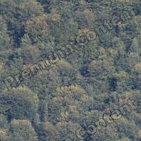 Photo High Resolution Seamless Forest Texture 0001